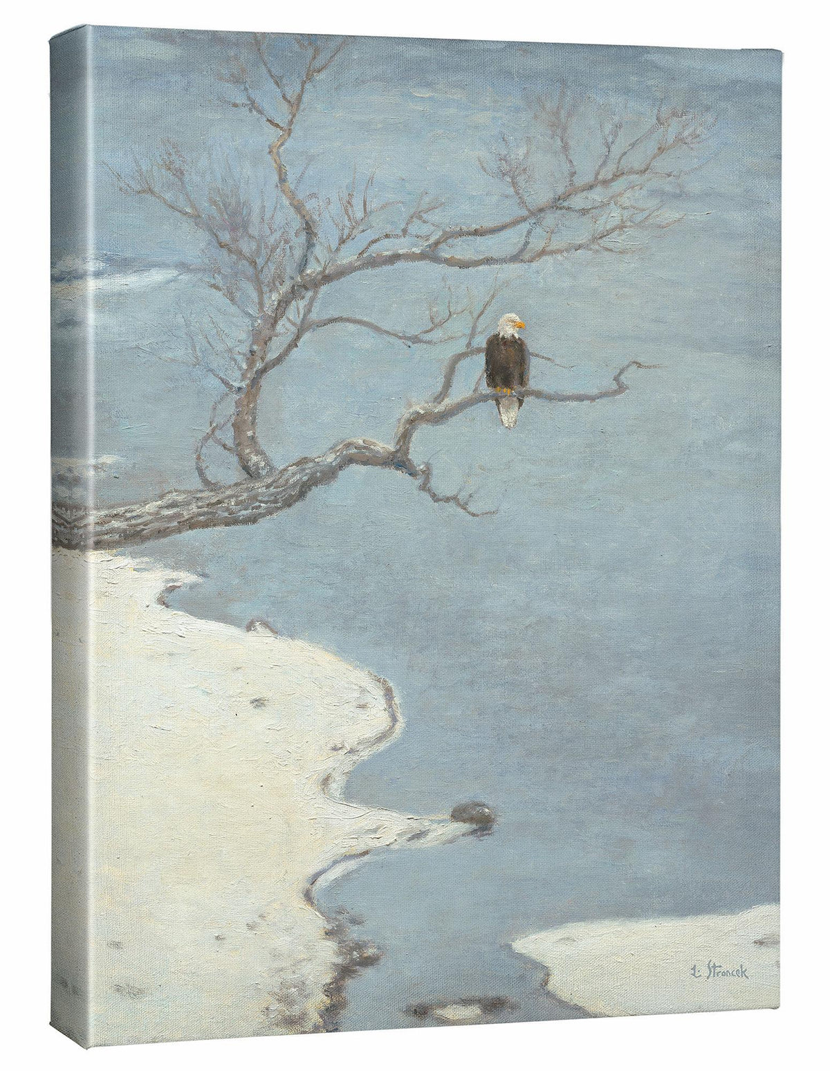 River Watch—Bald Eagle Gallery Wrapped Canvas - Wild Wings