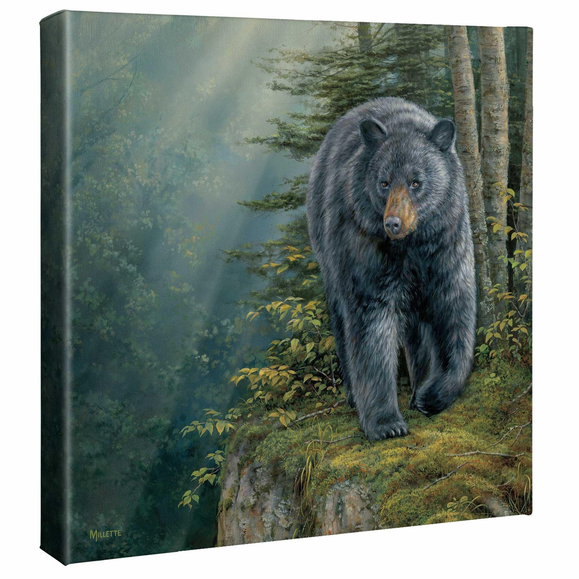Rocky Outcrop - Black Bear Gallery Wrapped Canvas - Wild Wings