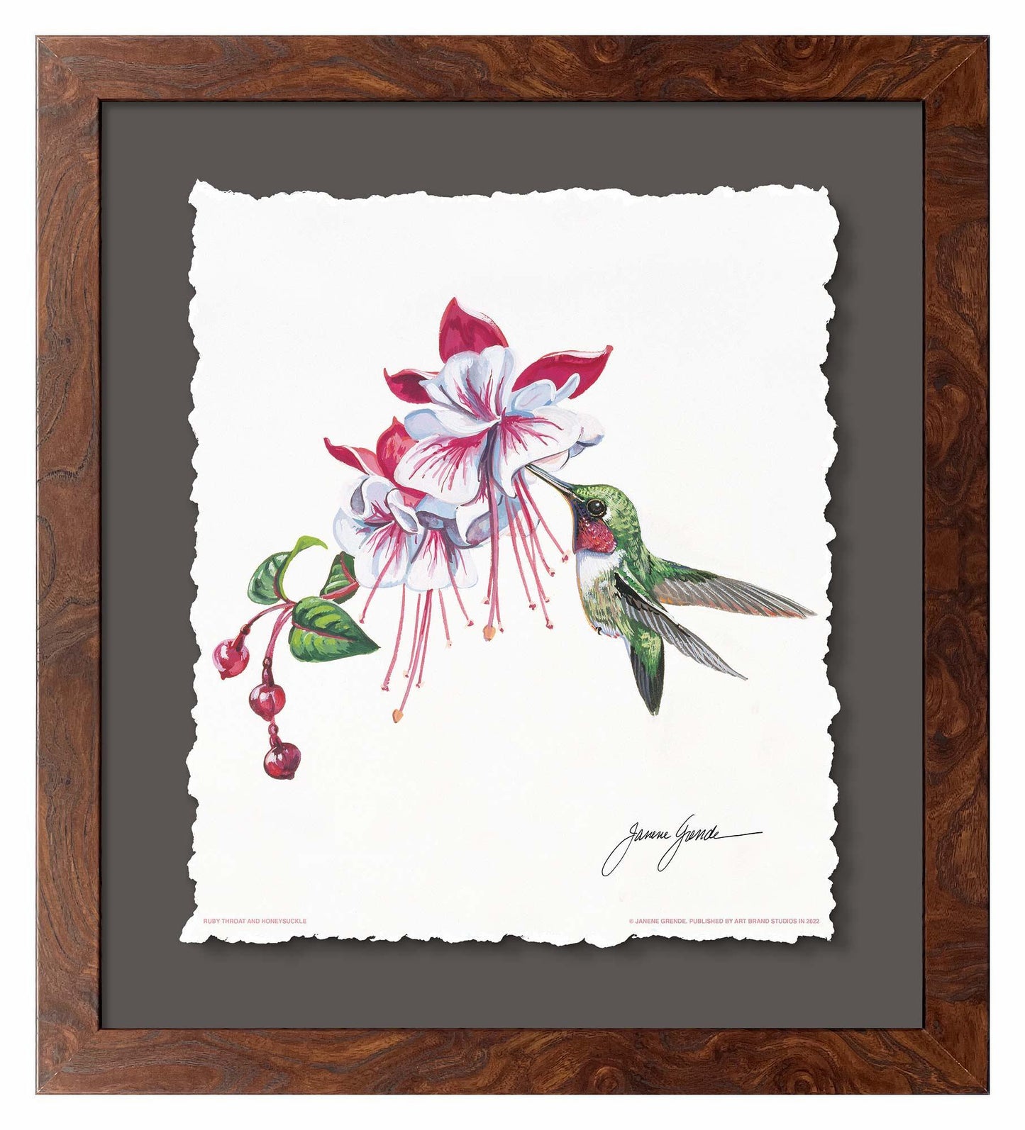 Ruby Throat & Fuschia Deckled Edge Paper Print - Wild Wings