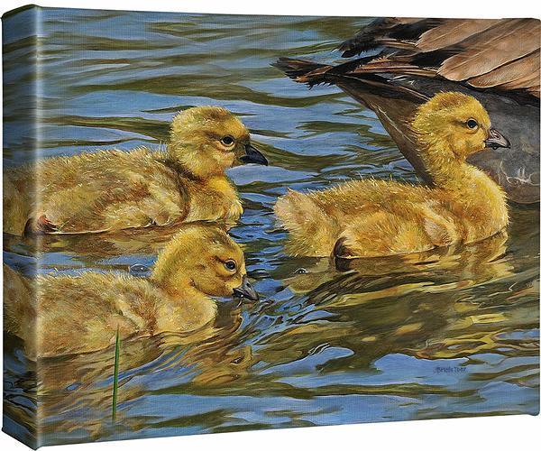 Safe Swim—Goslings Gallery Wrapped Canvas - Wild Wings