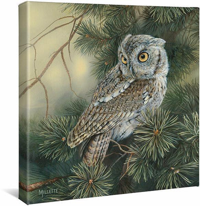 Screech Owl Gallery Wrapped Canvas - Wild Wings