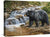 Shadow of the Forest—Black Bear Gallery Wrapped Canvas - Wild Wings