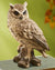 Screech Owl Sculpture - Wild Wings