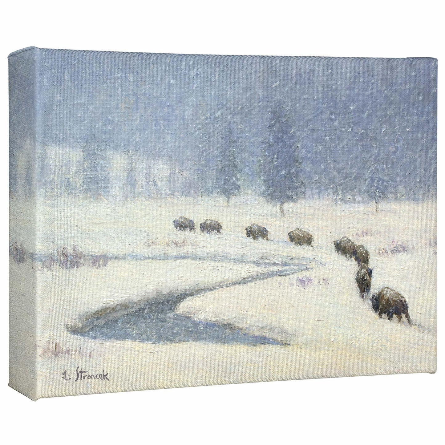 Snowbound—Bison Gallery Wrapped Canvas - Wild Wings