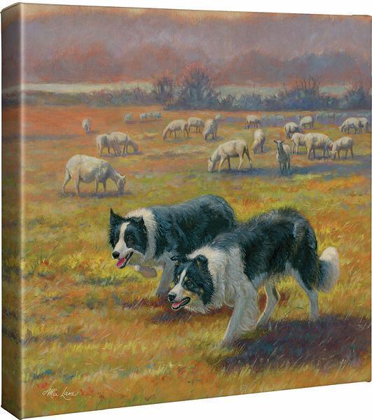 Standoff—Collies Gallery Wrapped Canvas - Wild Wings