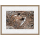 Stealth-Praire Falcon Limited Edition Paper Print - Wild Wings