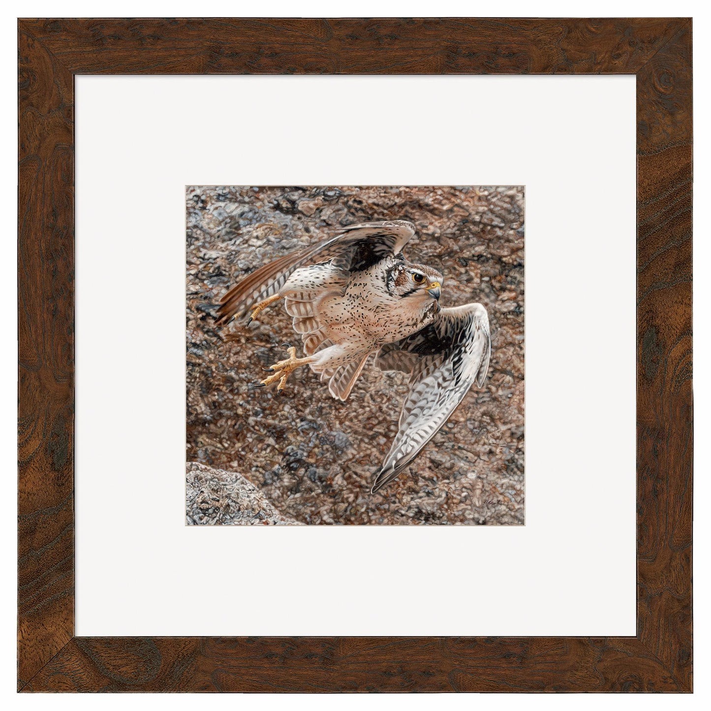 Stealth - Prairie Falcon Contempo Square Art Collection - Wild Wings