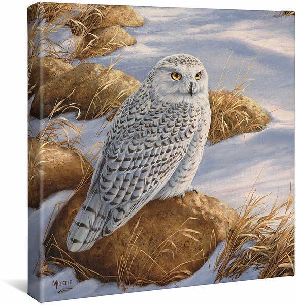 Snowy Owl Art