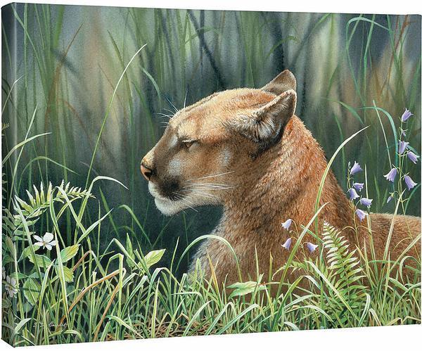 Sunlight Siesta—Cougar Gallery Wrapped Canvas - Wild Wings