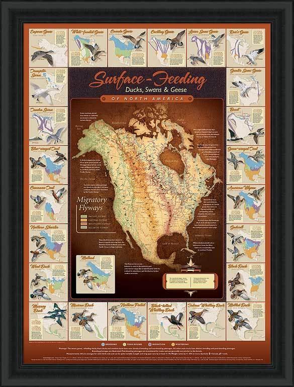 Migration Map Framed Print - Wild Wings
