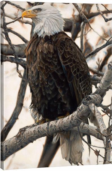 The Sentinel—Bald Eagle Gallery Wrapped Canvas - Wild Wings