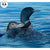Too Big for a Free Ride—Loons Original Oil Painting - Wild Wings