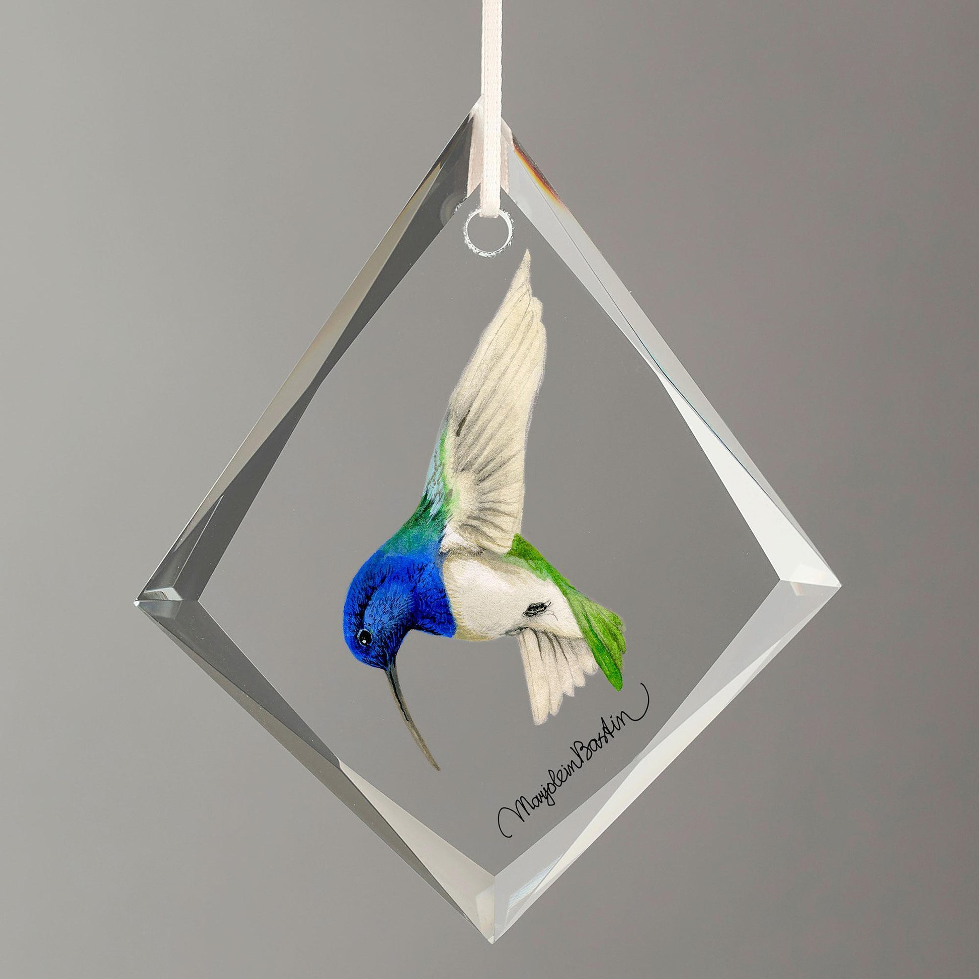 White-necked Jacobin Hummingbird Tear Drop Glass Ornament - Wild Wings