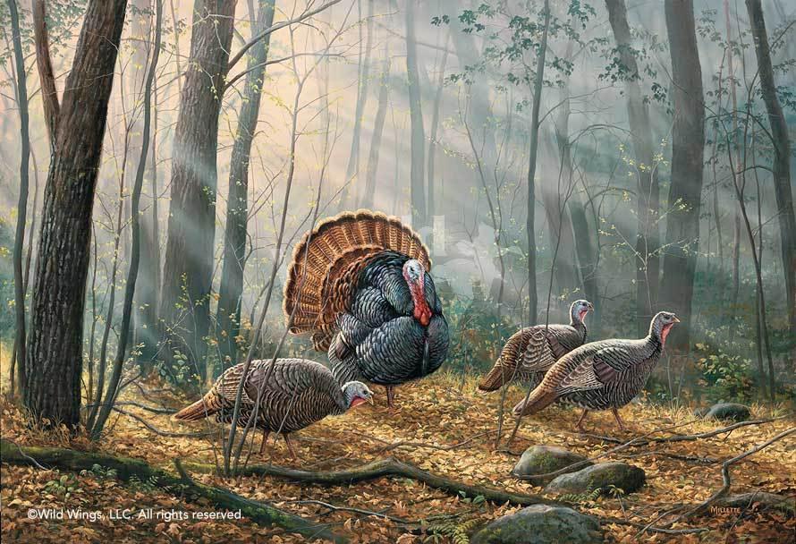 Woodland Splendor—Turkeys Artist Proof Print - Wild Wings
