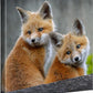 Two Cute—Fox Kits Gallery Wrapped Canvas - Wild Wings