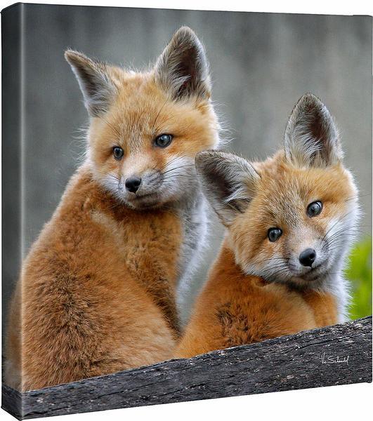 Cute Red Fox Pups
