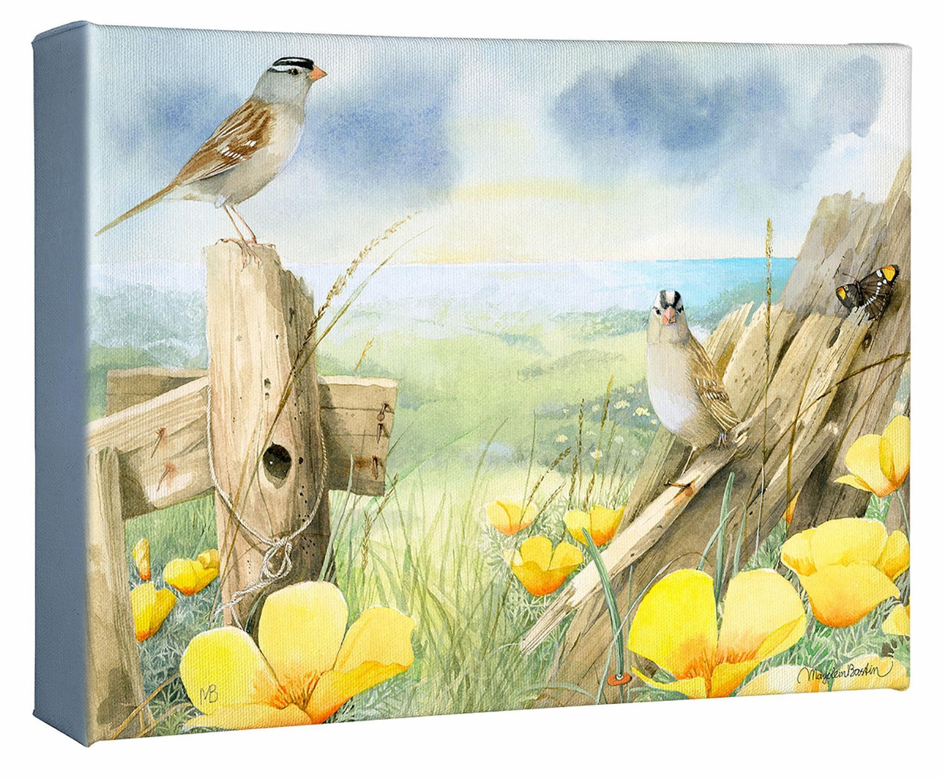 White Crowned Sparrows at Sea Ranch Gallery Wrapped Canvas - Wild Wings