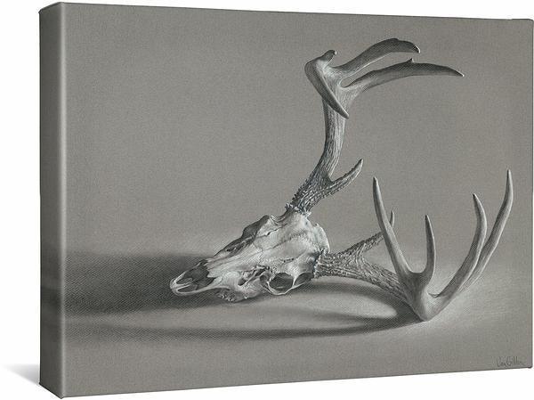 Whitetail Deer Skull Gallery Wrapped Canvas - Wild Wings