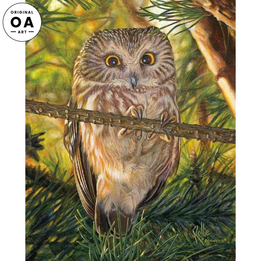 Who, Me?—Northern Saw-whet Owl Original Acrylic Painting - Wild Wings