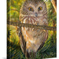 Who, Me?—Northern Saw-whet Owl Gallery Wrapped Canvas - Wild Wings