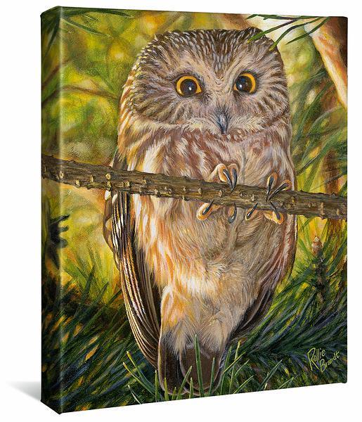 Who, Me?—Northern Saw-whet Owl Gallery Wrapped Canvas - Wild Wings