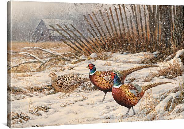 Windbreak Refuge—Pheasants Gallery Wrapped Canvas - Wild Wings