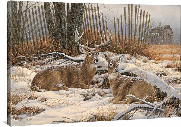 Windbreak Refuge—Whitetail Deer Gallery Wrapped Canvas - Wild Wings