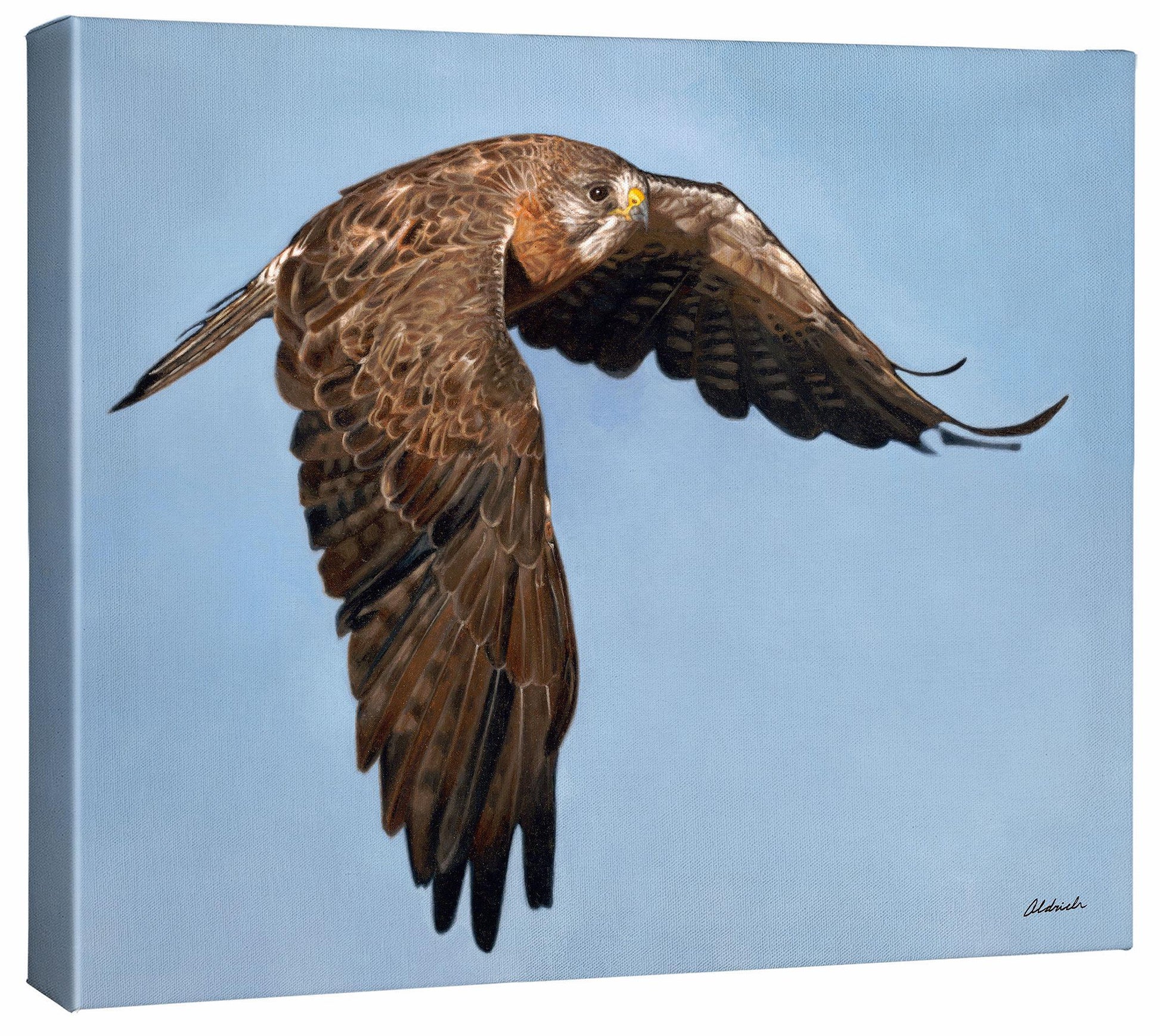 Wingman—Swainson's Hawk Gallery Wrapped Canvas - Wild Wings