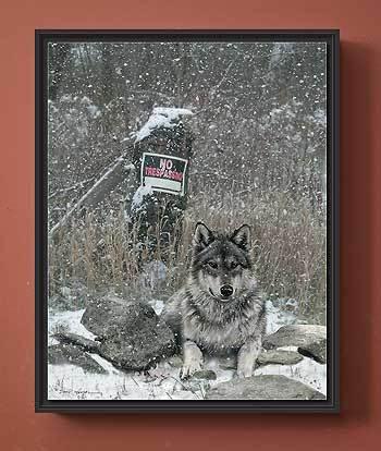 No Tresspassing—Wolf Wrapped Canvas Shadowbox - Wild Wings