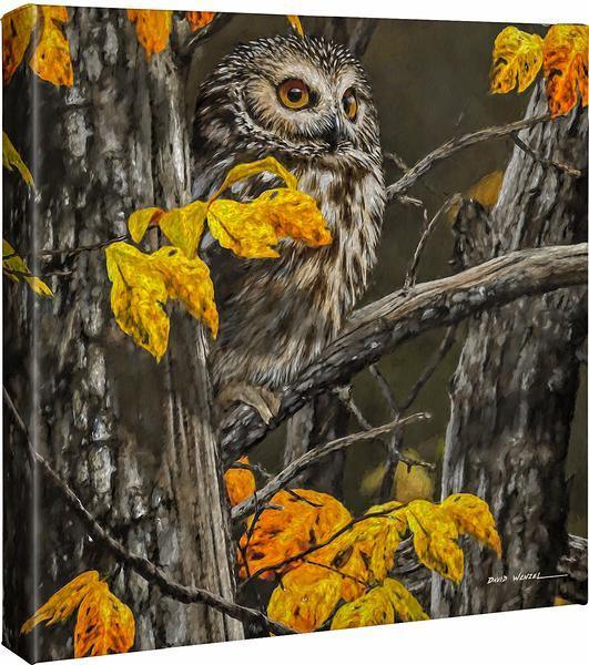 Woodland Saw-whet Gallery Wrapped Canvas - Wild Wings