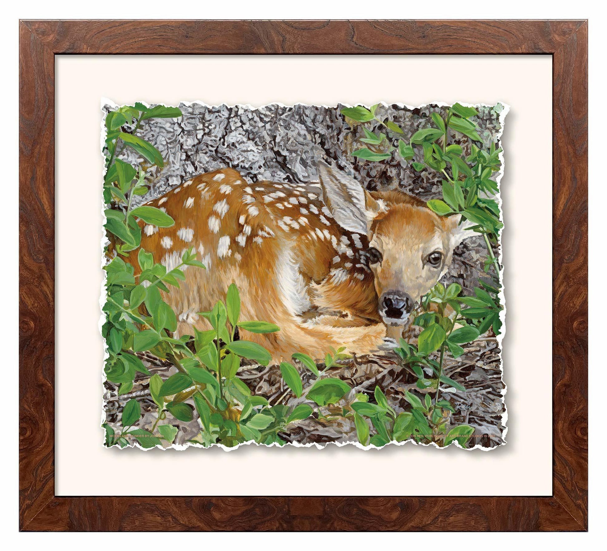 Woodland Wonder—Whitetail Fawn Deckled Edge Paper Print - Wild Wings