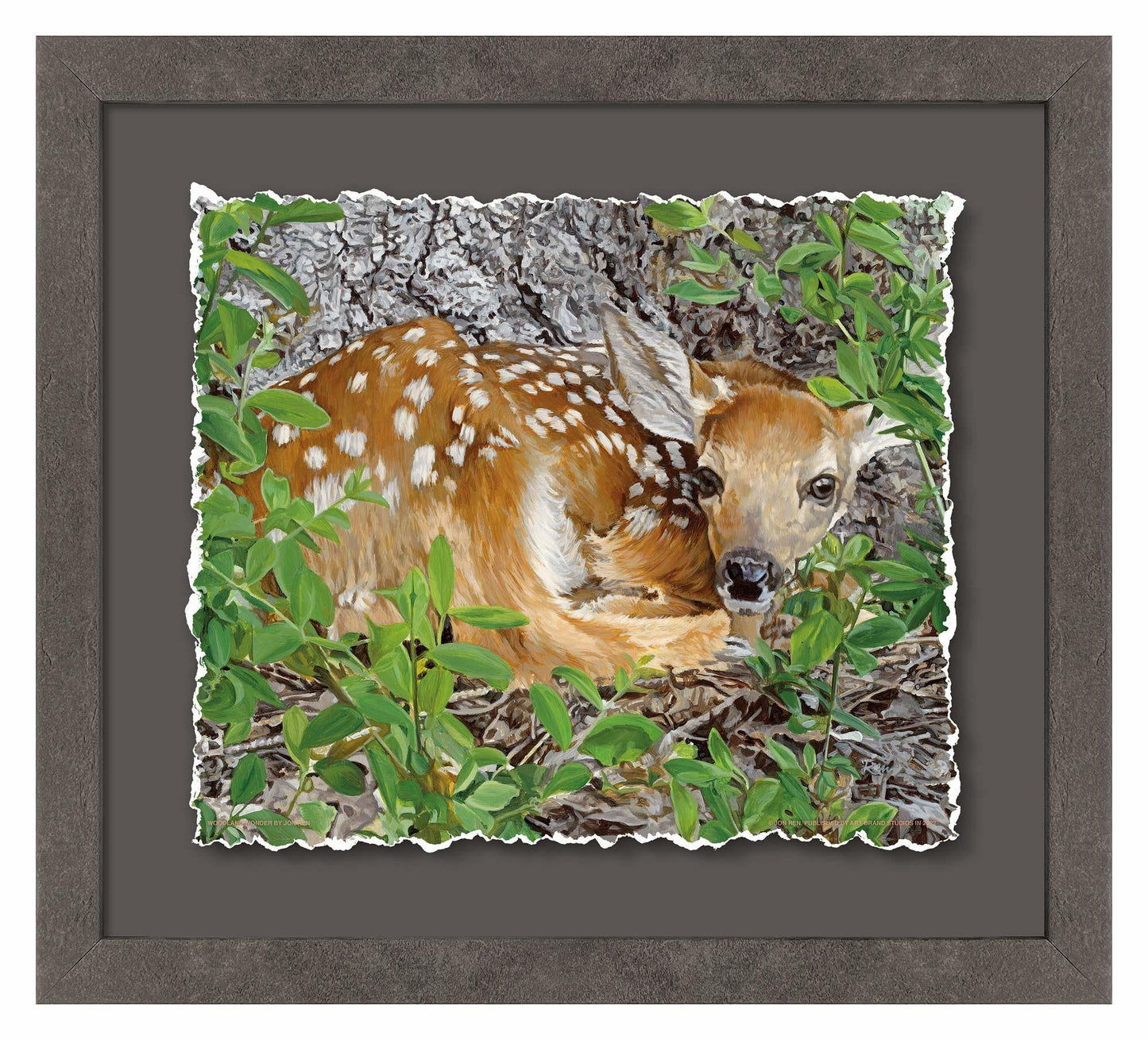 Woodland Wonder—Whitetail Fawn Deckled Edge Paper Print - Wild Wings