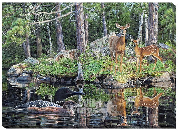 Neighbors—Whitetail Deer & Loon Art Collection - Wild Wings