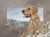 Great Bird Dogs-Yellow Lab Original Oil Painting - Wild Wings